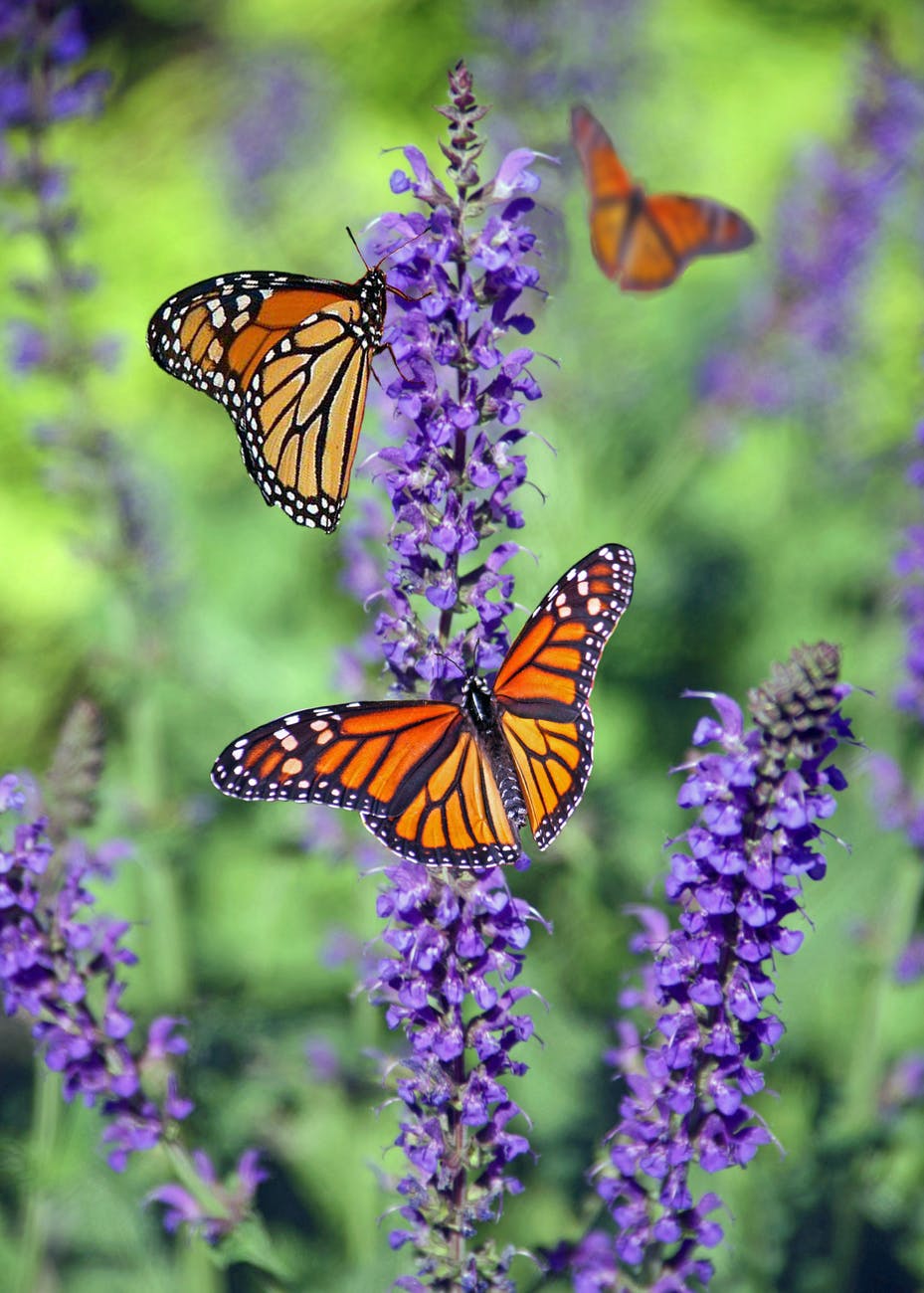 selective focus photography of group of monarch butterflies perching on purple lavender flower