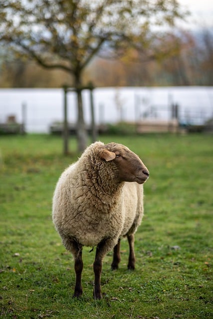 MONDAY MEDITATION: What Happened to That Lost Sheep? (March 17)